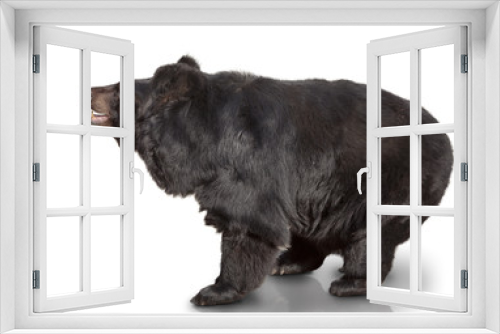 Fototapeta Naklejka Na Ścianę Okno 3D - big brown bear