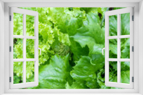 Fototapeta Naklejka Na Ścianę Okno 3D - Red and green lettuce in the garden 