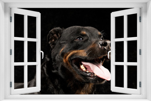Fototapeta Naklejka Na Ścianę Okno 3D - Pure breed rottweiler on black background