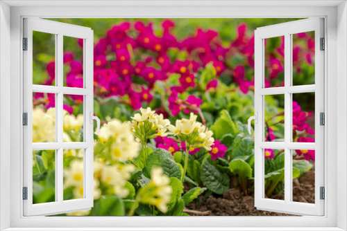 Fototapeta Naklejka Na Ścianę Okno 3D - Easter concept. Primrose Primula with yellow and pink flowers in flowerbed in spring time. Inspirational natural floral spring or summer blooming garden or park. Hello spring