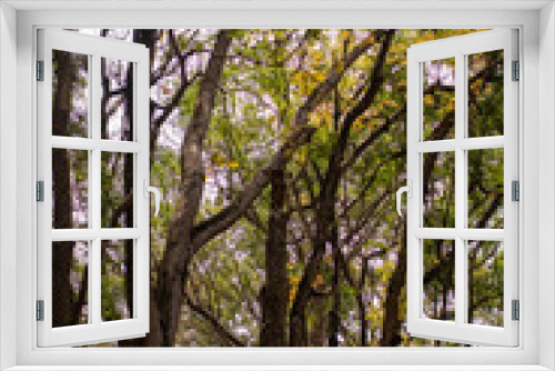 Fototapeta Naklejka Na Ścianę Okno 3D - Preservation forest of towering trees