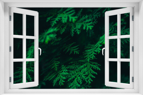 Fototapeta Naklejka Na Ścianę Okno 3D - green fern background