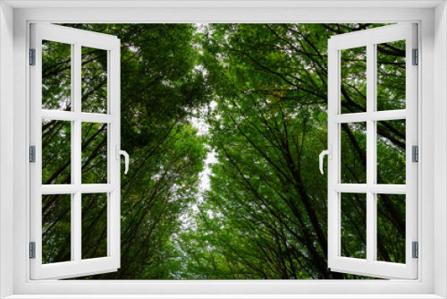 Fototapeta Naklejka Na Ścianę Okno 3D - Lush forest in wide angle view. Carbon net zero concept photo