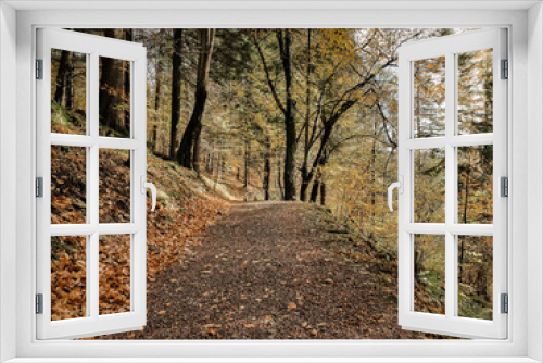 Fototapeta Naklejka Na Ścianę Okno 3D - Autumn in the mountains, autumn in the forest. Beautiful colorful leaves in a beech forest lying on a path. Mysterious view of colorful leaves, mysterious beautiful forest, path and hiking trail in th