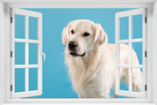 Fototapeta Naklejka Na Ścianę Okno 3D - Portrait of healthy labrador dog looking aside at free space isolated over blue studio background, panorama