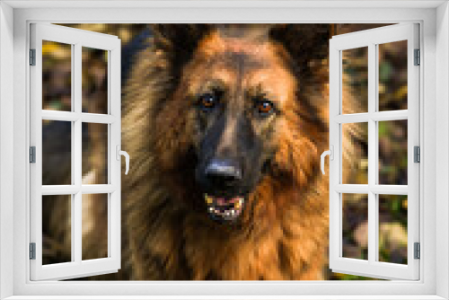 Fototapeta Naklejka Na Ścianę Okno 3D - Owczarek Niemiecki, pies domowy, zwierzak, przyjaciel człowieka, dog, pet, pies