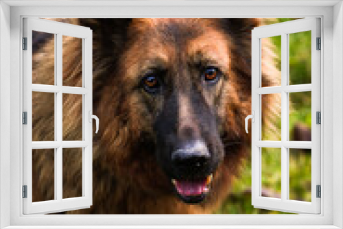 Fototapeta Naklejka Na Ścianę Okno 3D - Owczarek Niemiecki, pies domowy, zwierzak, przyjaciel człowieka, dog, pet, pies