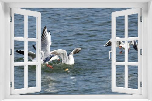 Fototapeta Naklejka Na Ścianę Okno 3D - seagulls fighting for food