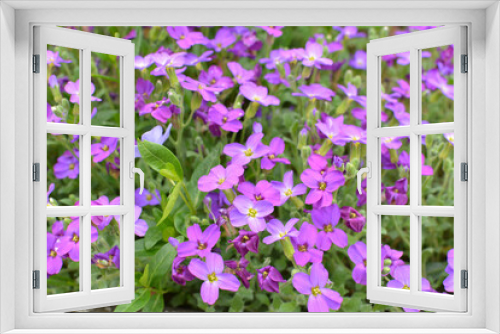 Fototapeta Naklejka Na Ścianę Okno 3D - Aubrieta blooms in a flower bed in the garden