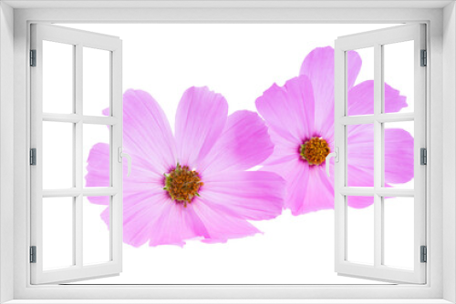 Fototapeta Naklejka Na Ścianę Okno 3D - kosmeya flowers isolated