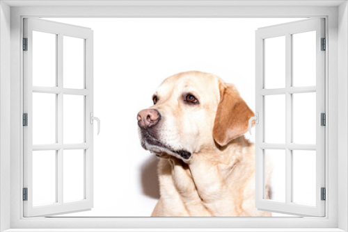 Fototapeta Naklejka Na Ścianę Okno 3D - Retrato de un bonito perro labrador retriever
