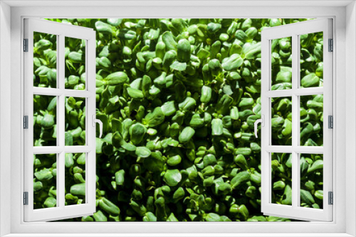 Fototapeta Naklejka Na Ścianę Okno 3D - green sprouts of a young sunflower