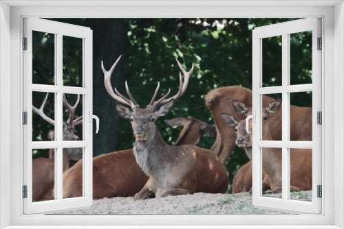 Fototapeta Naklejka Na Ścianę Okno 3D - A herd of lounging deer., deer in the forest, Poland