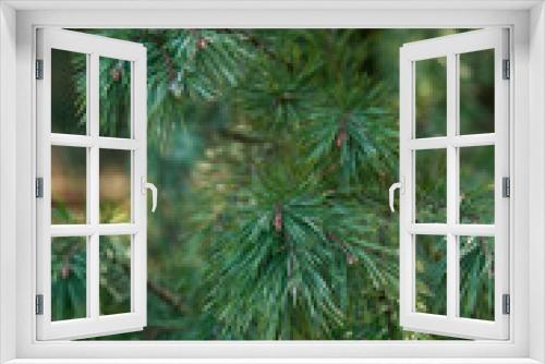 Fototapeta Naklejka Na Ścianę Okno 3D - pine branch close-up