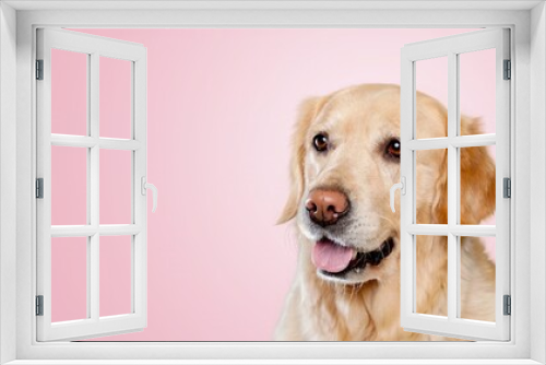 Fototapeta Naklejka Na Ścianę Okno 3D - Funny cute young dog on colored background