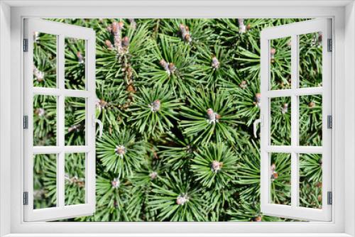 Fototapeta Naklejka Na Ścianę Okno 3D - Dwarf mountain pine Mops branches
