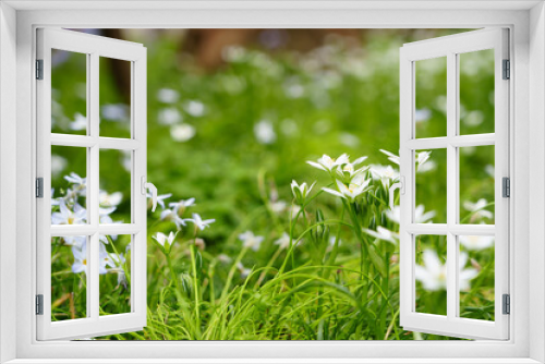 Fototapeta Naklejka Na Ścianę Okno 3D - オオアマナの花