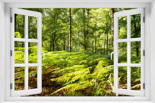 Fototapeta Naklejka Na Ścianę Okno 3D - paprocie w lesie zielonym 