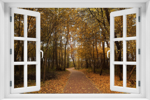 Fototapeta Naklejka Na Ścianę Okno 3D - Many beautiful trees and pathway with fallen leaves in autumn park