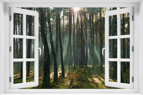 Fototapeta Naklejka Na Ścianę Okno 3D - Majestic view of forest with sunbeams shining through trees in morning