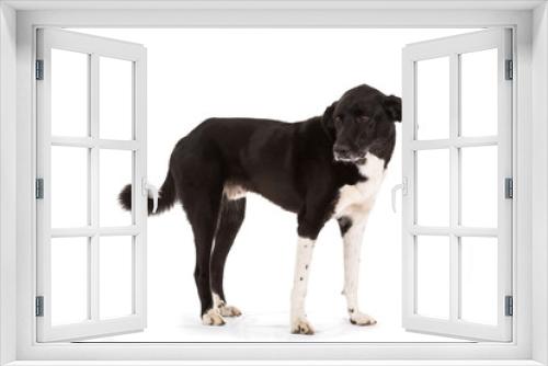 Fototapeta Naklejka Na Ścianę Okno 3D - Hund