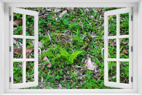 Fototapeta Naklejka Na Ścianę Okno 3D - Beautiful green grass with dry leaves in the background