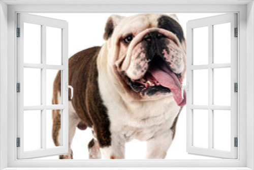 Fototapeta Naklejka Na Ścianę Okno 3D - english bulldog in studio