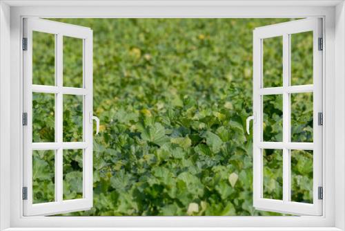 Fototapeta Naklejka Na Ścianę Okno 3D - Blick auf viele grüne reife Rübenblätter auf einem Feld im verschwommenen Hintergrund kurz vor der Ernte im Herbst, selektiver Fokus