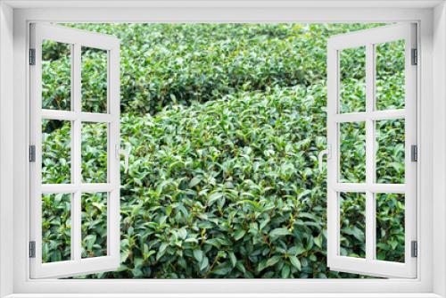 Fototapeta Naklejka Na Ścianę Okno 3D - Beautiful green tea crop garden rows scene, design concept for the fresh tea product.
