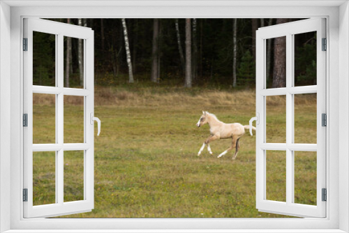 Fototapeta Naklejka Na Ścianę Okno 3D - Running palomino foal in the field. High quality photo