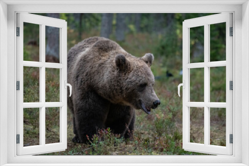 Fototapeta Naklejka Na Ścianę Okno 3D - Brown bear, Finland