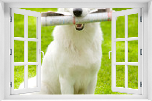 Fototapeta Naklejka Na Ścianę Okno 3D - Purebred White Swiss Shepherd with newspaper