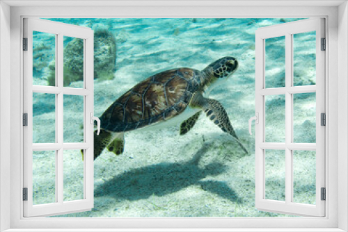 Fototapeta Naklejka Na Ścianę Okno 3D - turtle swimming in the sea