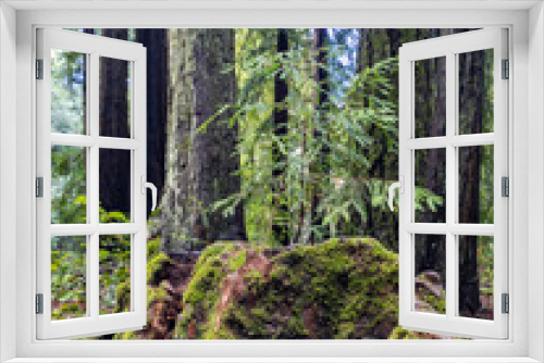 Fototapeta Naklejka Na Ścianę Okno 3D - California Coastal Redwood Trees