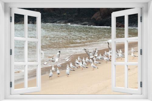 Fototapeta Naklejka Na Ścianę Okno 3D - Flock of seagulls by the sea, birds