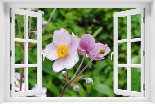 Fototapeta Naklejka Na Ścianę Okno 3D - Close Up of Small Pink Flowers 