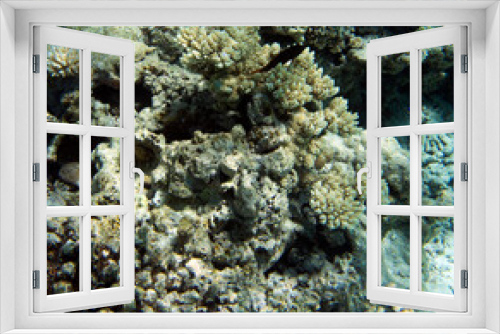 Fototapeta Naklejka Na Ścianę Okno 3D - View of the coral reef
