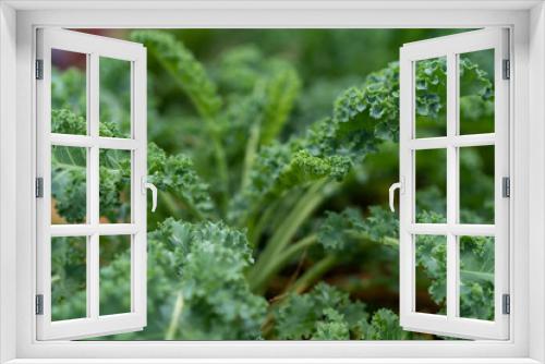 Fototapeta Naklejka Na Ścianę Okno 3D - Fresh green organic curly kale plant.