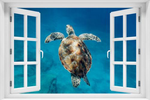 Fototapeta Naklejka Na Ścianę Okno 3D - A graceful sea turtle swimming in the Mediterranean Sea 