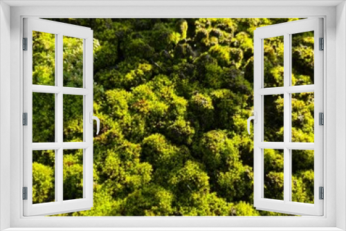 Fototapeta Naklejka Na Ścianę Okno 3D - Background of growing moss on concrete texture under the sunlight.
