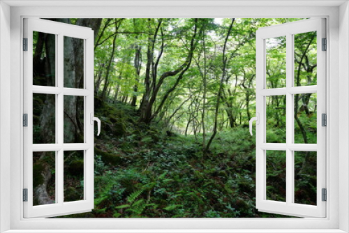 Fototapeta Naklejka Na Ścianę Okno 3D - thick wild forest with fern
