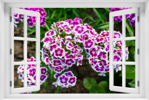 Fototapeta Naklejka Na Ścianę Okno 3D - Many small vivid pink flowers of Dianthus barbatus or the sweet William plant in a British cottage style garden in a sunny summer day, beautiful outdoor floral background