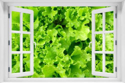 Fototapeta Naklejka Na Ścianę Okno 3D - Green Lettuce leaves texture background, closeup. Leaf Lettuce grow in garden bed