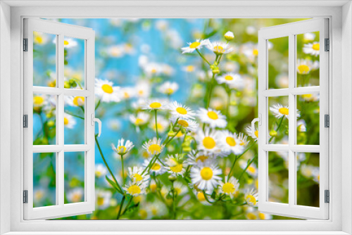 Fototapeta Naklejka Na Ścianę Okno 3D - White small daisies blooming on grass background
