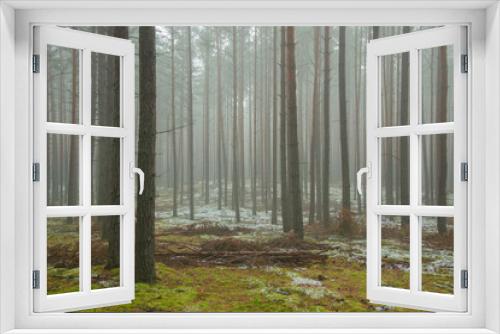 Fototapeta Naklejka Na Ścianę Okno 3D - Wysoki, sosnowy las. Między drzewami unosi się opar mgły. Ziemia pokryta jest igliwiem i porośnięta mchem, pokryta miejscami plamami białego śniegu.