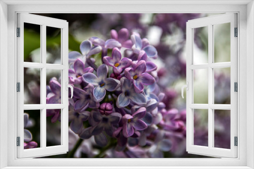 Fototapeta Naklejka Na Ścianę Okno 3D - Beautiful light purple lilac in spring