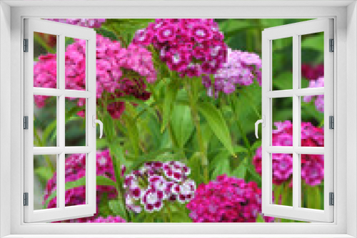 Fototapeta Naklejka Na Ścianę Okno 3D - Carnation blooms on the flowerbed