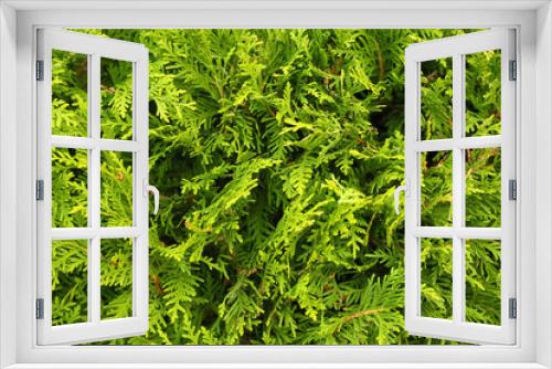 Fototapeta Naklejka Na Ścianę Okno 3D - Green coniferous bush in park, closeup