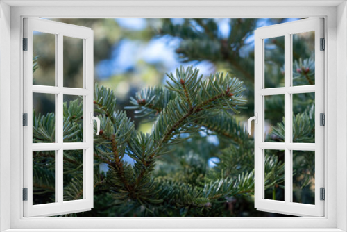 Fototapeta Naklejka Na Ścianę Okno 3D - Fir tree branch close up, spruce needle, evergreen coniferous plant.