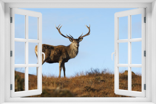 Fototapeta Naklejka Na Ścianę Okno 3D - Red deer, Cervus elaphus, single male,
